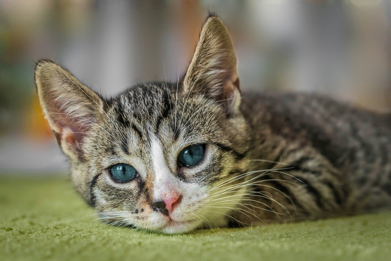 How to Make Homemade Cat Treats